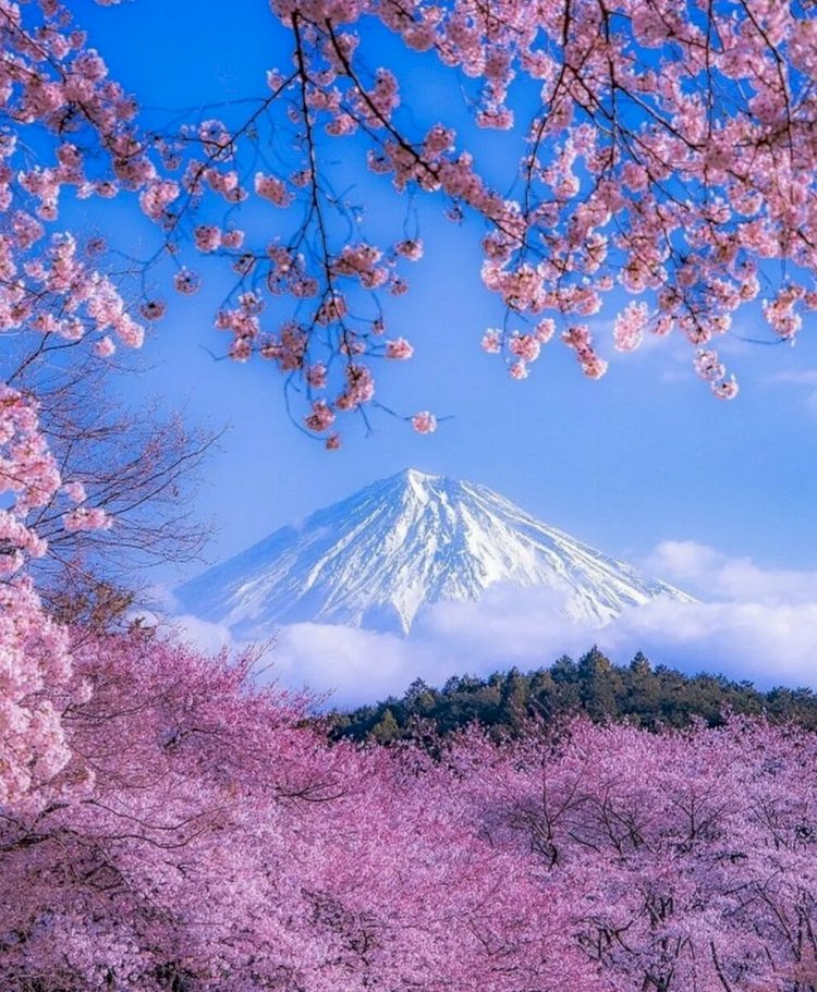 7 удивительных фактов о цветущей сакуре