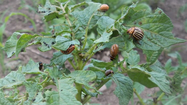 Вид колорадского жука и его личинок заставляет отказаться от выращивания картофеля? Читай, это всё изменит