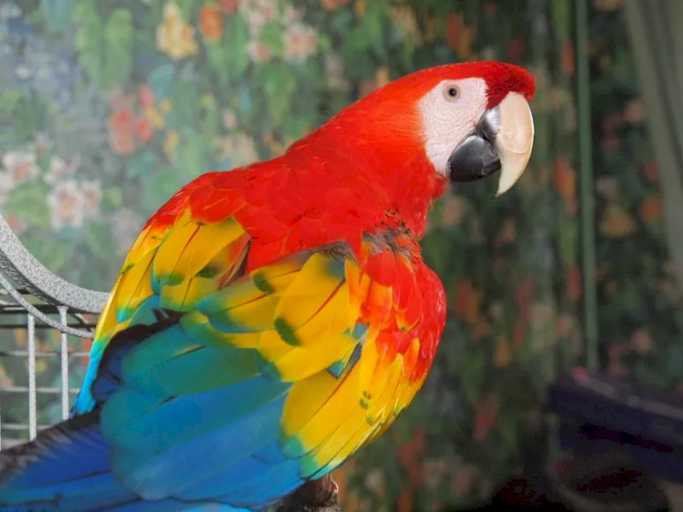 5 самых умных пород попугаев: какие птицы наиболее легко обучаемы