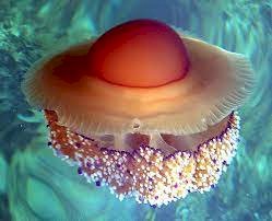 Удивительные существа планеты: медуза в виде жаренного яйца