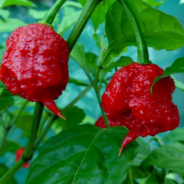 Выращивание самого острого перца в мире Carolina Reaper Red