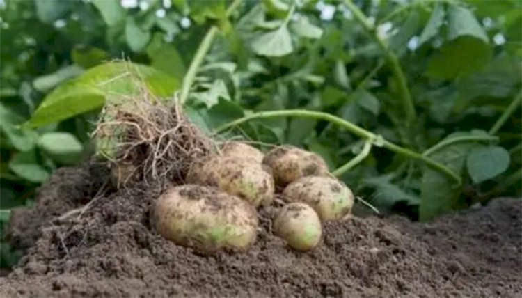 Уплотненные посадки: будет ли урожай лучше, если сажать картофель плотнее