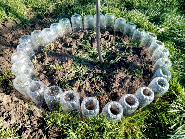Приствольные круги и «поилки» для деревьев из пластиковых бутылок – как и зачем я их сделала