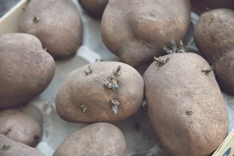 Чем плох для посадки картофель из продуктового магазина, и другие правила получения отличного урожая, о которых вы могли не знать