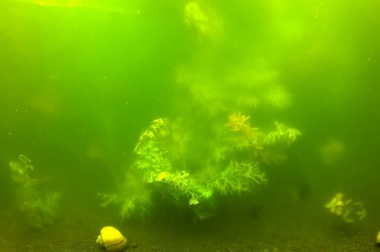 Позеленела вода в аквариуме. Почему и что делать?