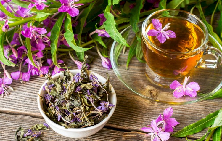 Копорский чай: полезные свойства исконно русского напитка из иван-чая