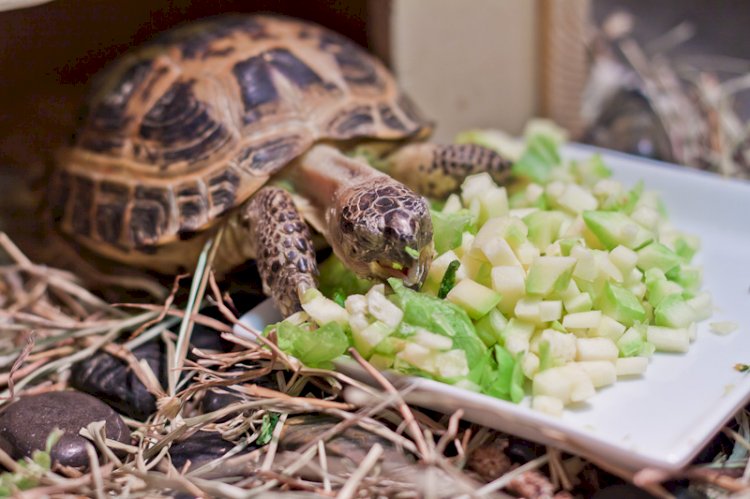 Как составить рацион для домашней сухопутной черепахи, чем ее кормить можно, а чем нельзя