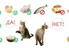 Ежедневный рацион кота