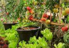 Как получить красивые помидоры в горшках?
