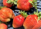 Долгоносик на клубнике. Проверенный способ защиты урожая