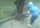 Еноты в городе