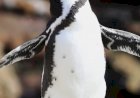Пингвины живут не только в вечной мерзлоте