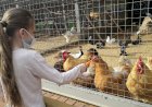 Зачем детям мегаполисов нужны зоопарки с сельхозживотными