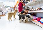 Три фразы, которые продавец зоомагазина произносит каждый день