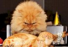 Почему люди злятся, когда голодные?