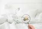 В каких матрасах чаще заводятся пылевые клещи, а в каких – реже