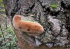 Знакомьтесь -  трутовик гартига, он же - пихтовый трутовик.