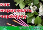 КАК НАРИСОВАТЬ черёмуху быстро и красиво.mp4