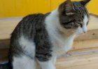 Не могу пройти мимо бездомных животных