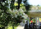 Цветение сакур, глициний в "Дендрарии" Сочи