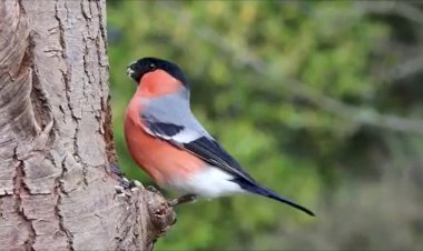 Птичка радуется