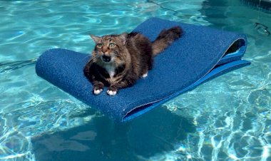 15 животных, которые могут изменить ваше настроение к лучшему