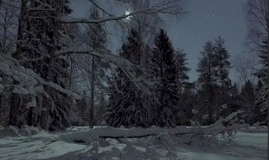 Гость из леса (непонятная история)