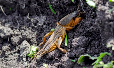 Как вывести медведку с огорода