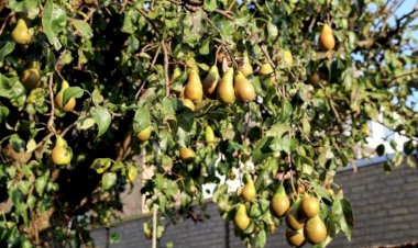 Куда пропали старые сорта груш? Почему они исчезли