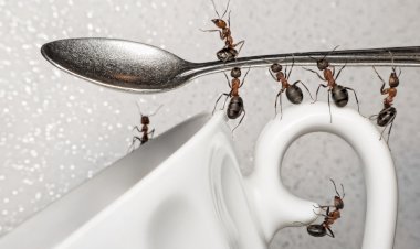 Подручные средства против муравьёв в дачном домике и частном доме