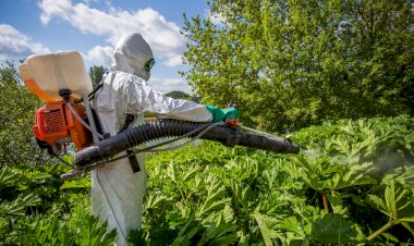 Борщевик Сосновского: как выглядит, чем опасен и кого за него штрафуют