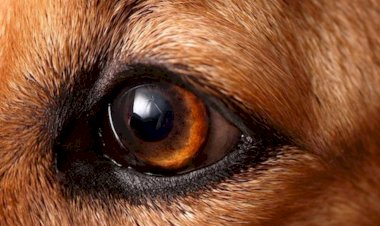 Животные могут видеть в ультрафиолетовом диапазоне