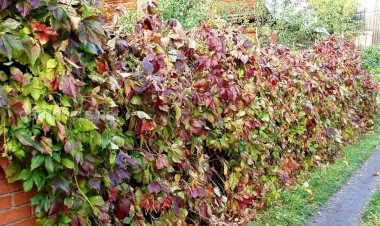 Живая изгородь на даче: могут ли за нее оштрафовать, и под какие нестыковки в законах она попадает