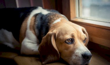 5 признаков того, что собаку пора лечить от гельминтов