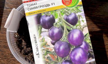 Томат "Синяя гроздь F1" и вторая климатическая зона