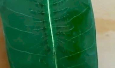 Ты гусеницу видишь? А она есть!