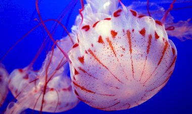 Самые удивительные обитатели морей