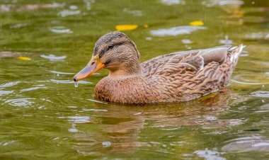 Уточки плавают)