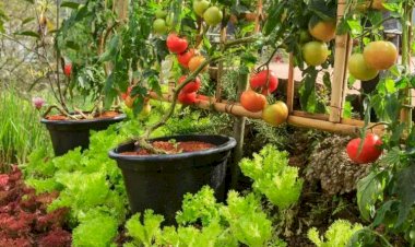 Как получить красивые помидоры в горшках?