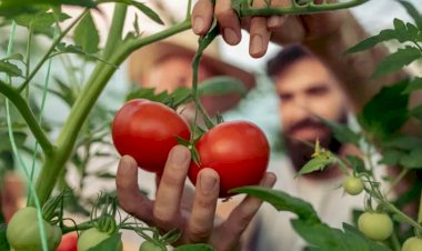 Как стимулировать рост помидоров?