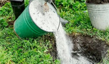 Когда вносить древесную золу в плодовые деревья? Преимущества древесной золы