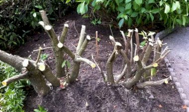 Как уничтожить корни кустарников: 8 естественных и эффективных методов