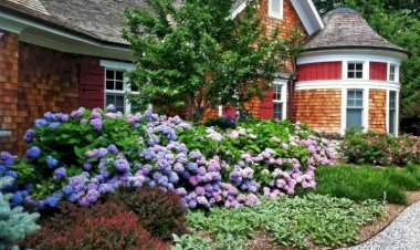 Оживление участка "солнечными" кустарниками