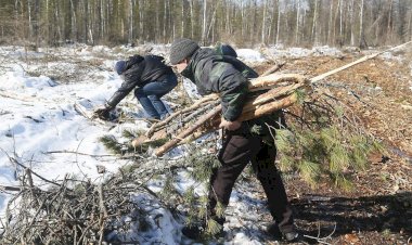 По каким причинам россиянам разрешили бесплатно собирать валежник, и кому от этого в перспективе будет польза