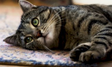 7 признаков того, что кошке пора давать антигельминтики