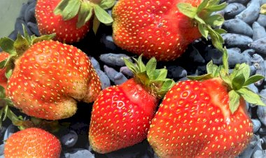 Долгоносик на клубнике. Проверенный способ защиты урожая