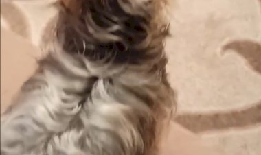 После купания вселился бес