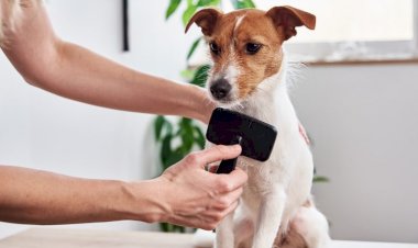 Как избавиться от шерсти домашних животных в доме?