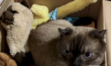 Страшный и ужасный переезд.