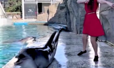 Для настроения — танцующий дельфин